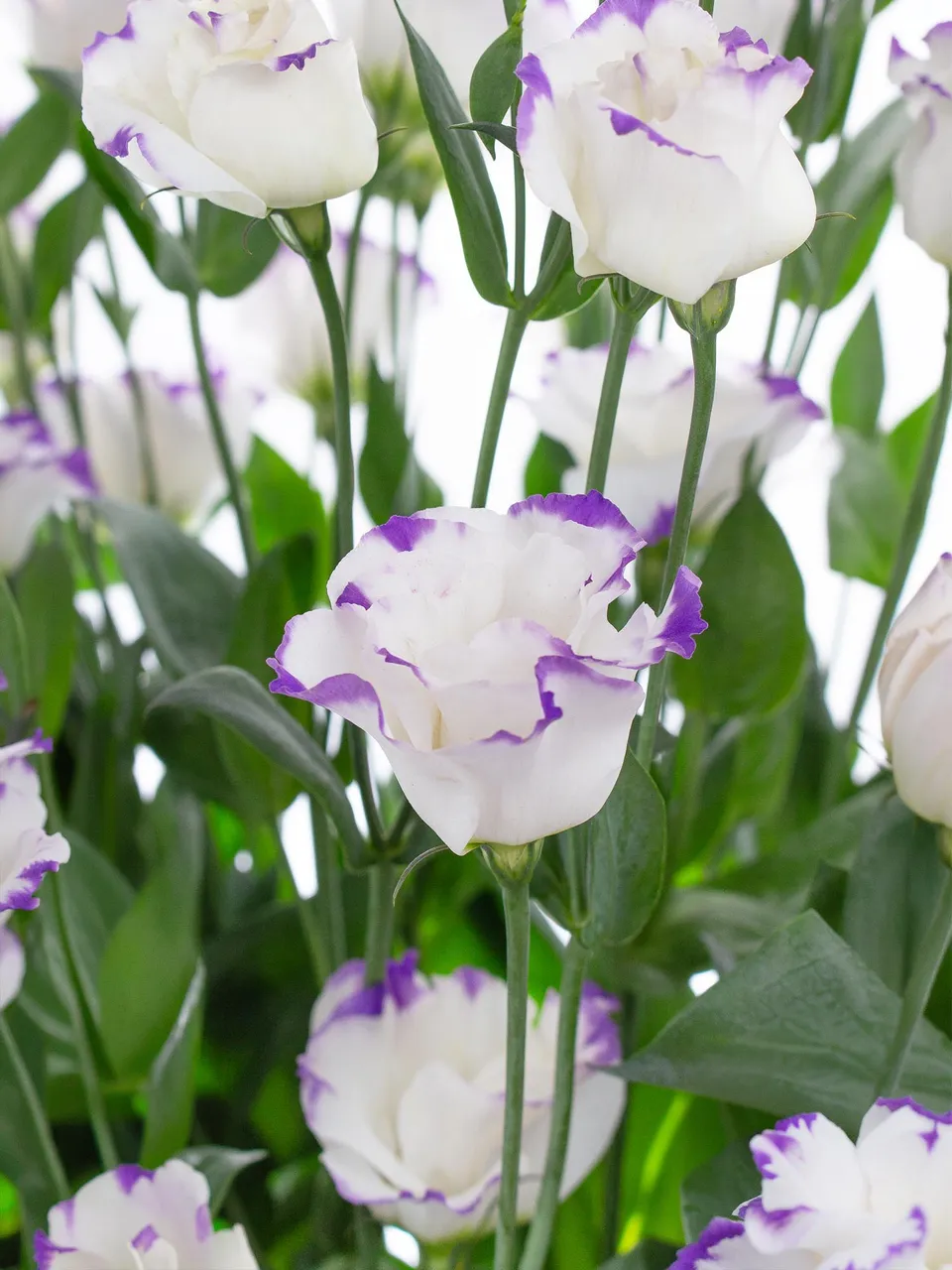 blumigo-lisianthus-arena-blue-picotee-schnittblume-lila-wei image 1