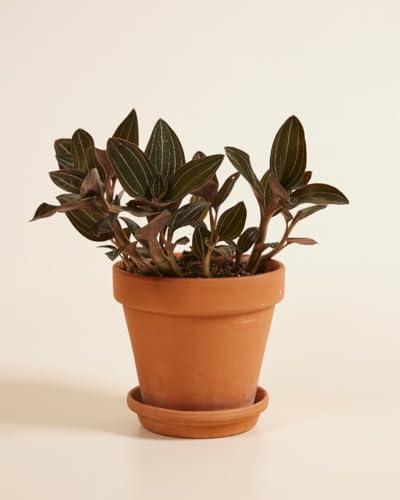 plnts-rareplnts-ludisia-discolor-orchidee-15-cm-juwelorchidee image 8