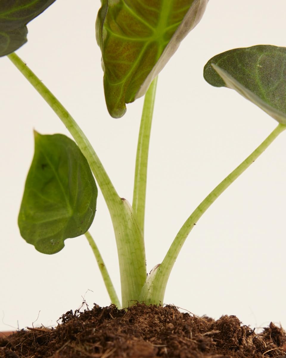 plnts-babyplnts-alocasia-regal-shield-zimmerpflanze-12-cm-dunkelgr-n image 5