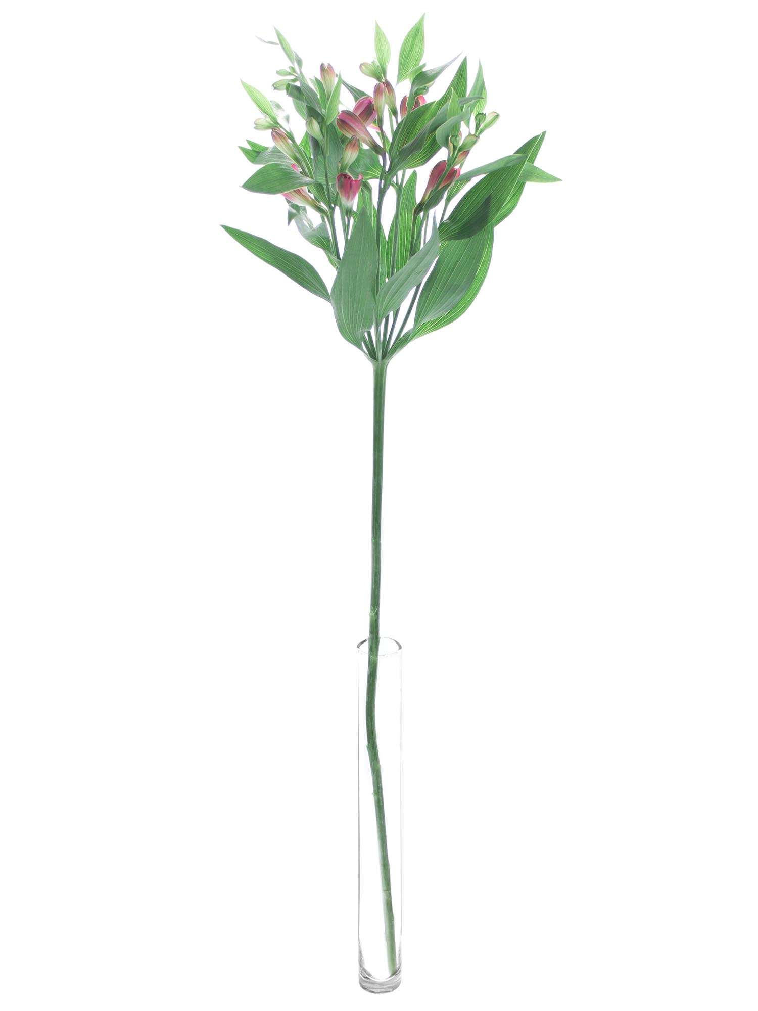 blumigo-inkalilien-florencia-noa-schnittblume-pink-creme image 3