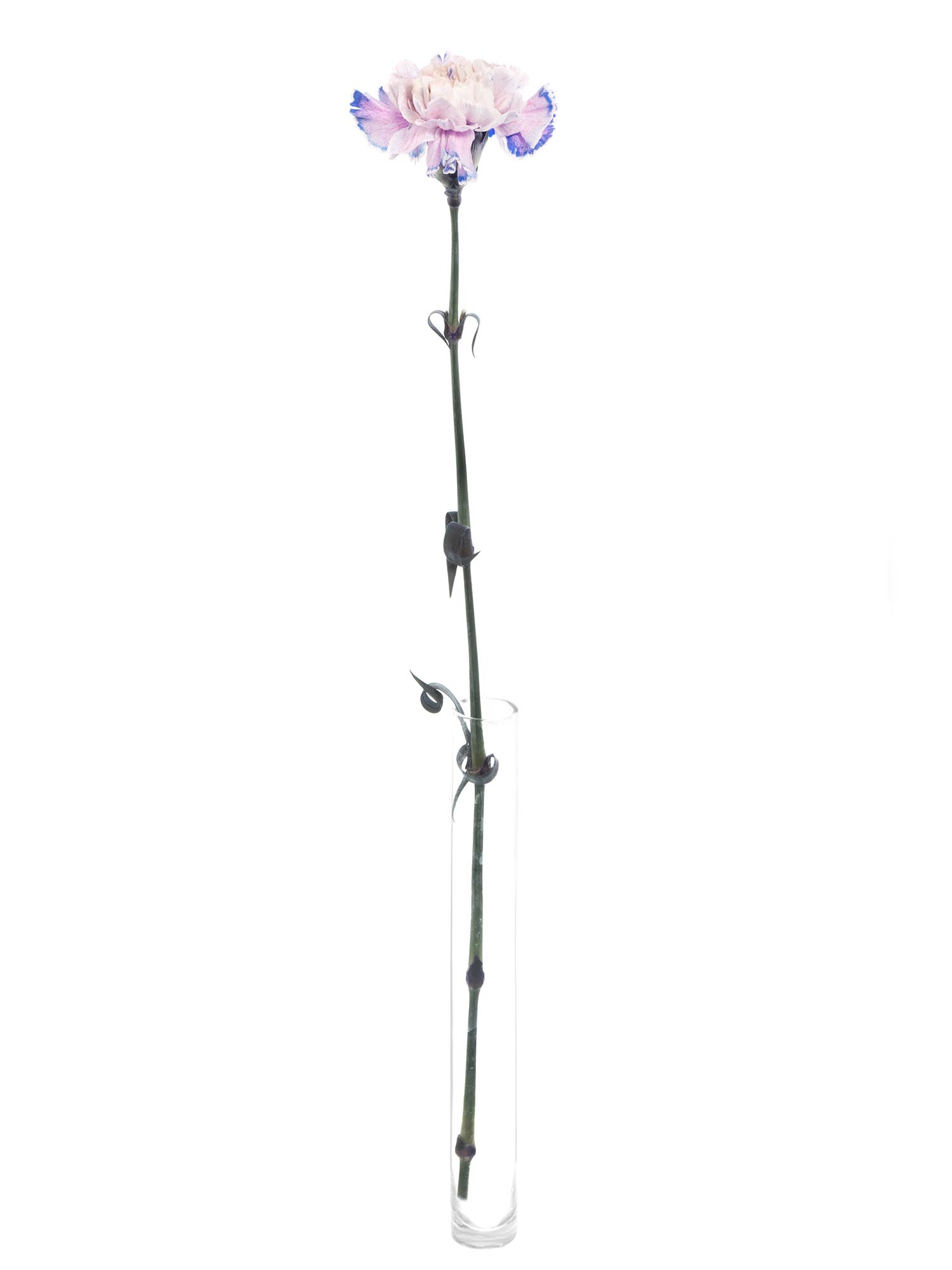 blumigo-nelken-edelnelken-savage-schnittblumen-blau-grau image 3