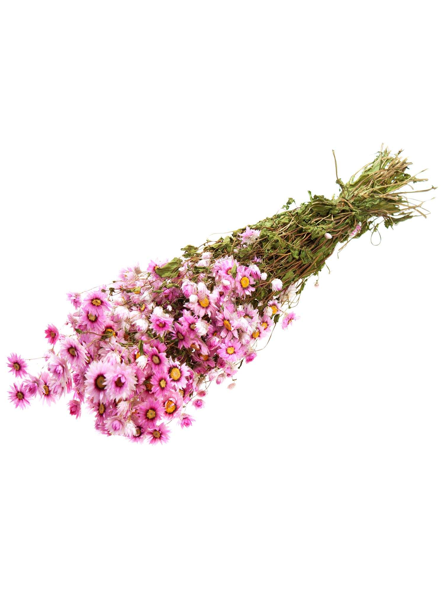 blumigo-rodanthe-sonnenfl-gel-trockenblumen-natur-rosa image 2
