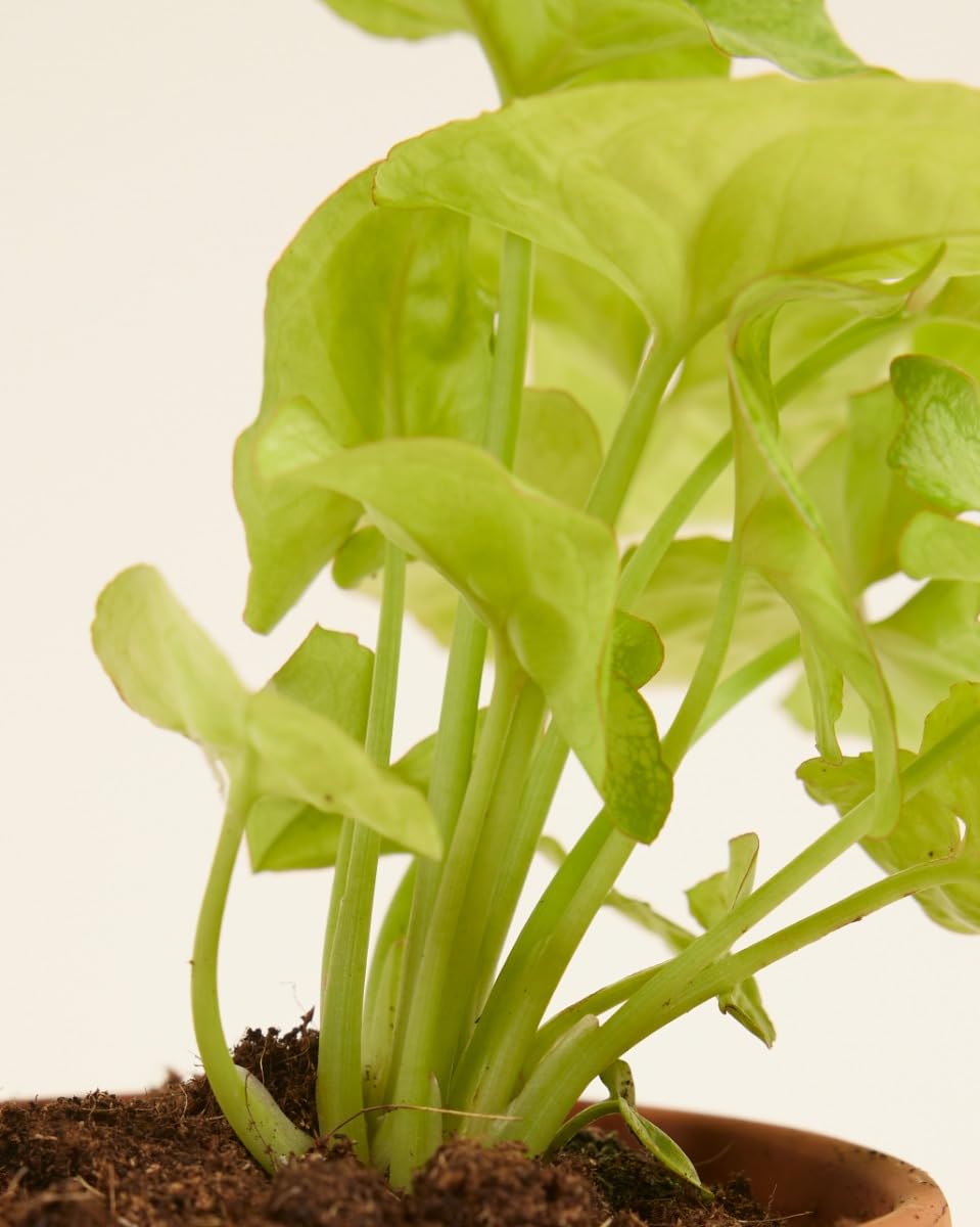 plnts-babyplnts-syngonium-mango-allusion-zimmerpflanze-6cm-topf image 5