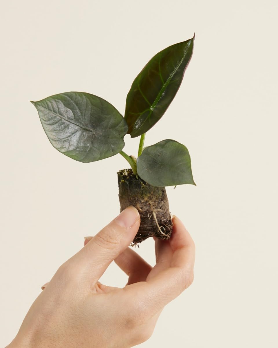 plnts-babyplnts-alocasia-nebula-zimmerpflanze-10-cm-baby image 2