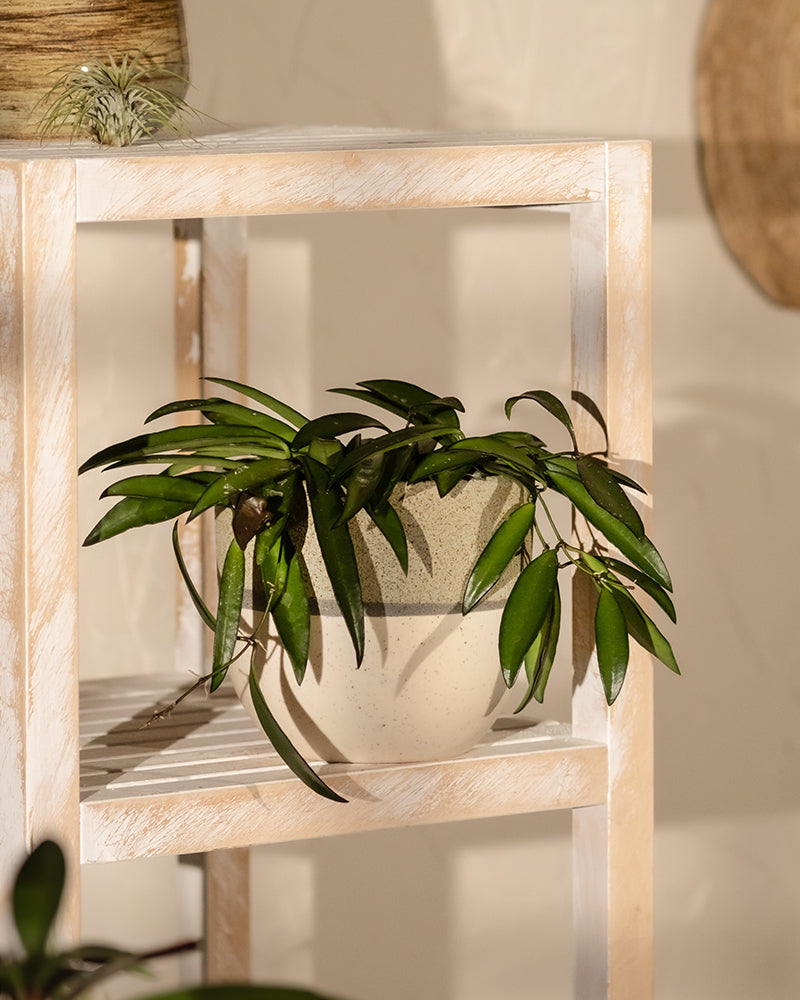 feey-variado-hoya-wayetii-porzellanblume-ohne-bertopf-20cm image 4