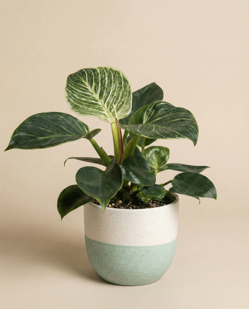feey-variado-philodendron-birkin-zimmerpflanze-ohne-bertopf image 4