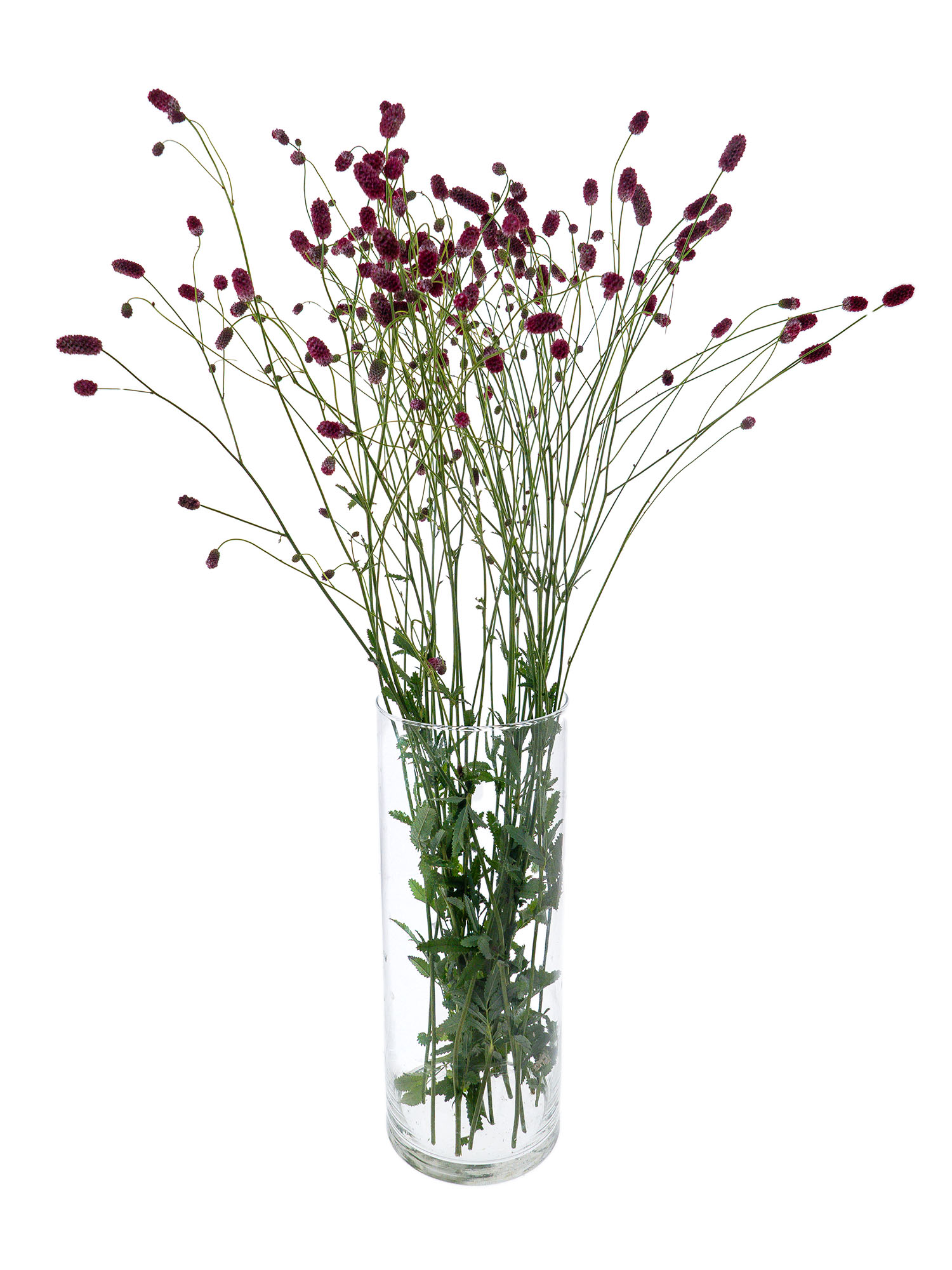 blumigo-blattwerk-sanguisorba-wiesenknopf-rot-schnittblume image 2
