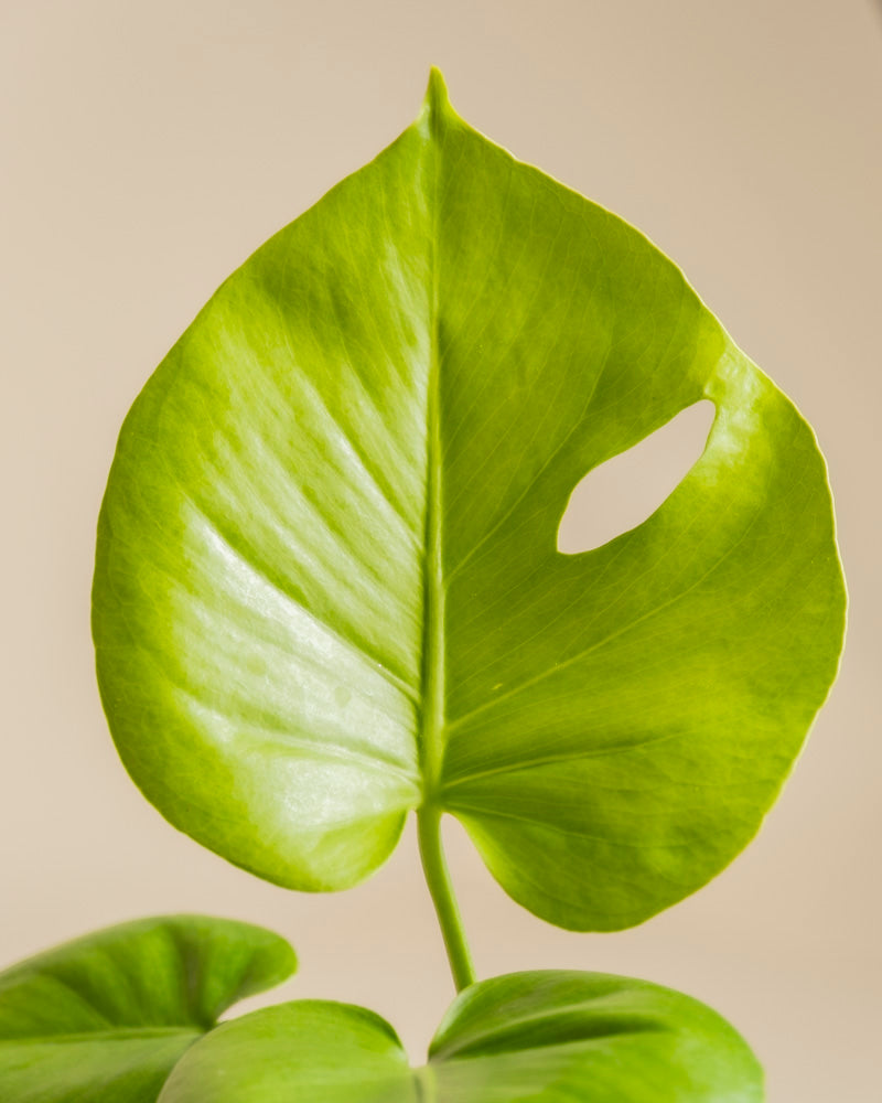 feey-monstera-cheesy-zimmerpflanze-ohne-bertopf-rarit-t image 2