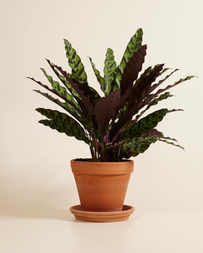plnts-rareplnts-calathea-insigne-zimmerpflanze-60-cm image 8