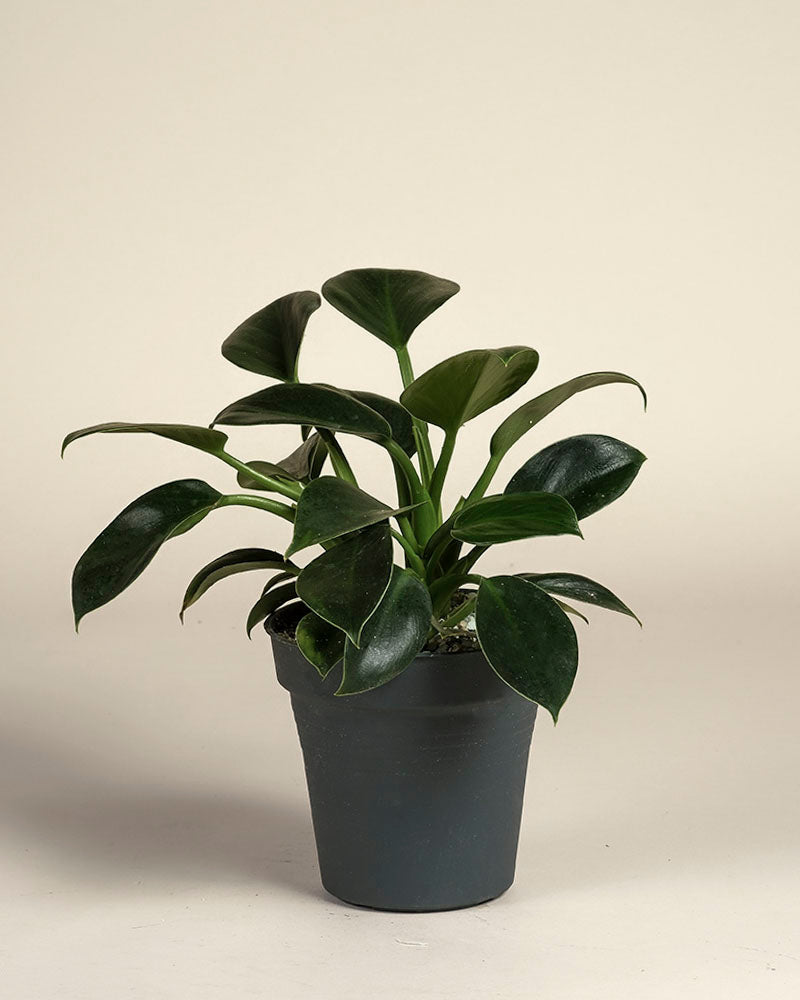 feey-philodendron-imperial-green-zimmerpflanze-ohne-bertopf image 3
