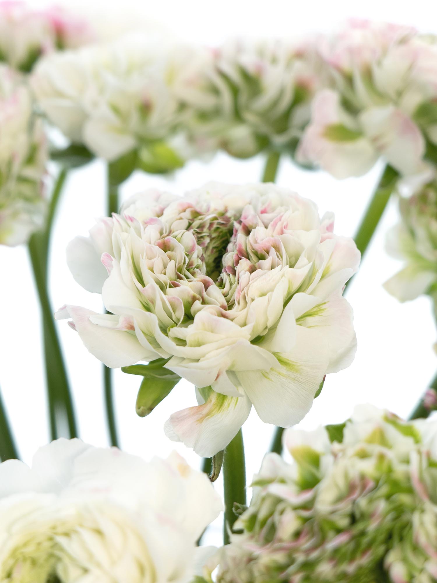blumigo-ranunkeln-xl-ponpon-ranunkel-rosa-wei-1-stiel image 1