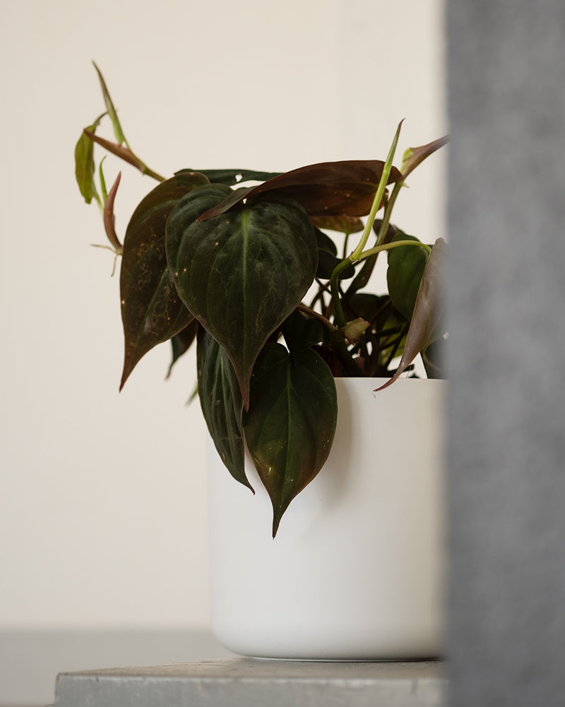 feey-variado-philodendron-micans-zimmerpflanze-ohne-bertopf-samtig image 5