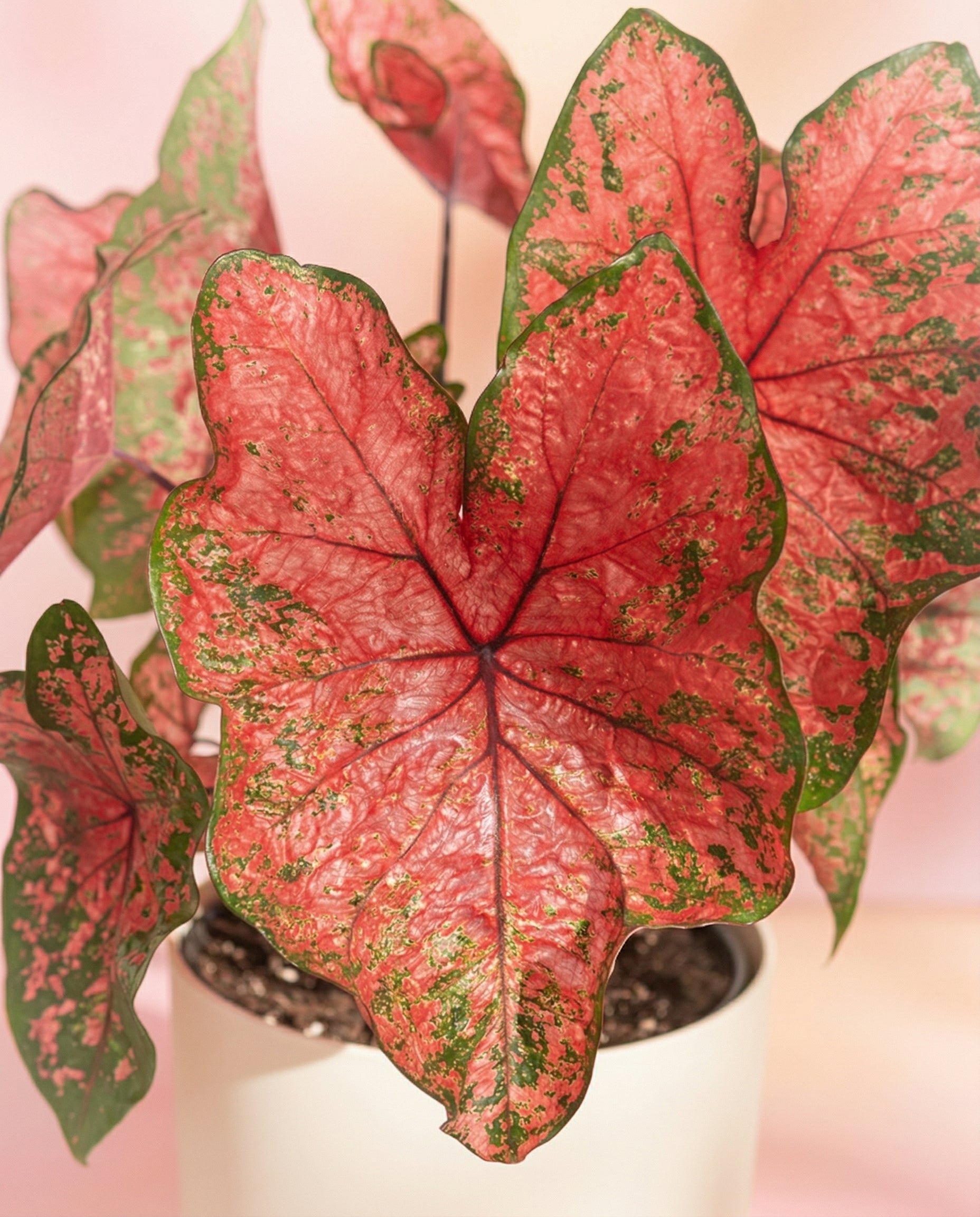 feey-variado-caladium-lava-glow-zimmerpflanze-ohne-bertopf-pink image 2