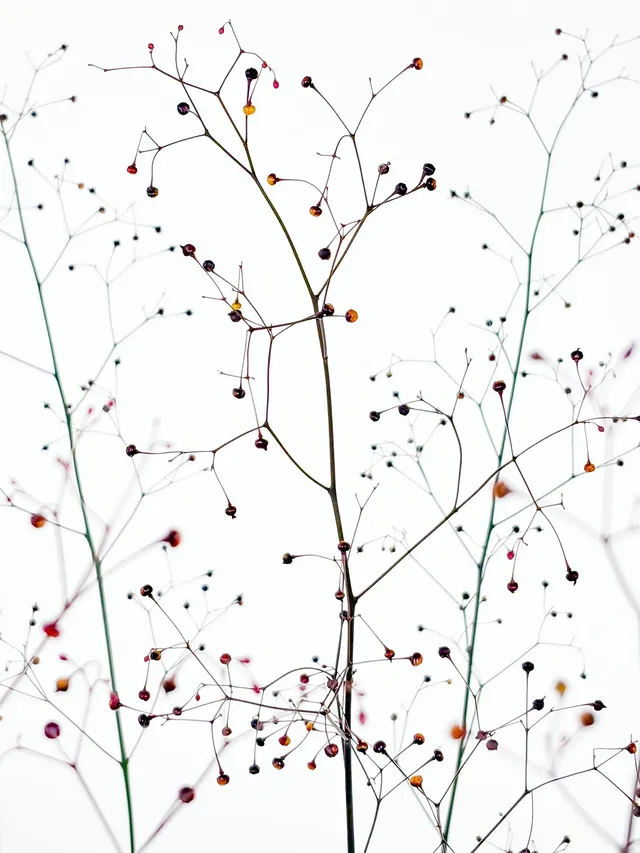 blumigo-blattwerk-thalinum-bindegr-n-rot image 1