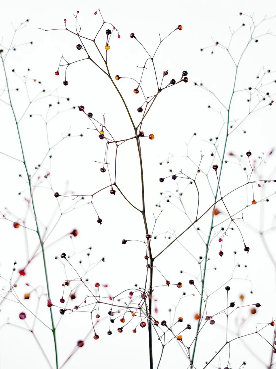 blumigo-blattwerk-thalinum-bindegr-n-rot image 1