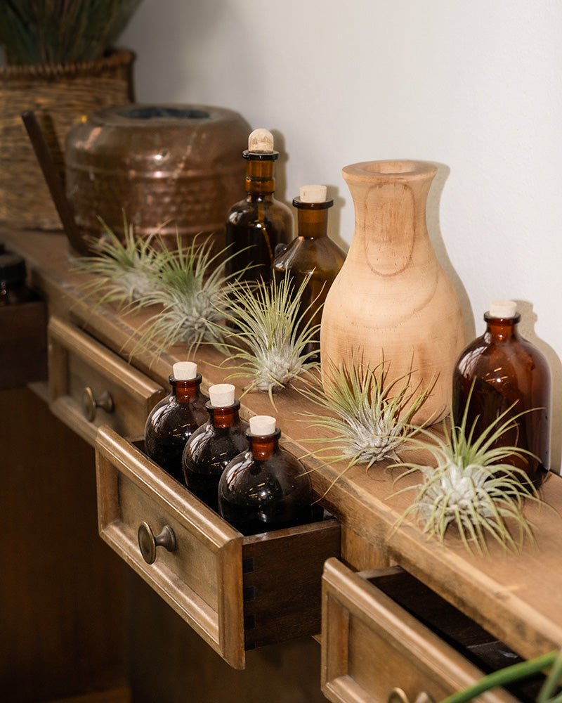 feey-variado-luftpflanzen-5-st-ck-tillandsia-ohne-erde image 4
