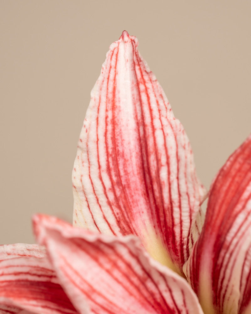 feey-amsterdam-amaryllis-blumenzwiebel-ohne-bertopf-winterbl-her image 8