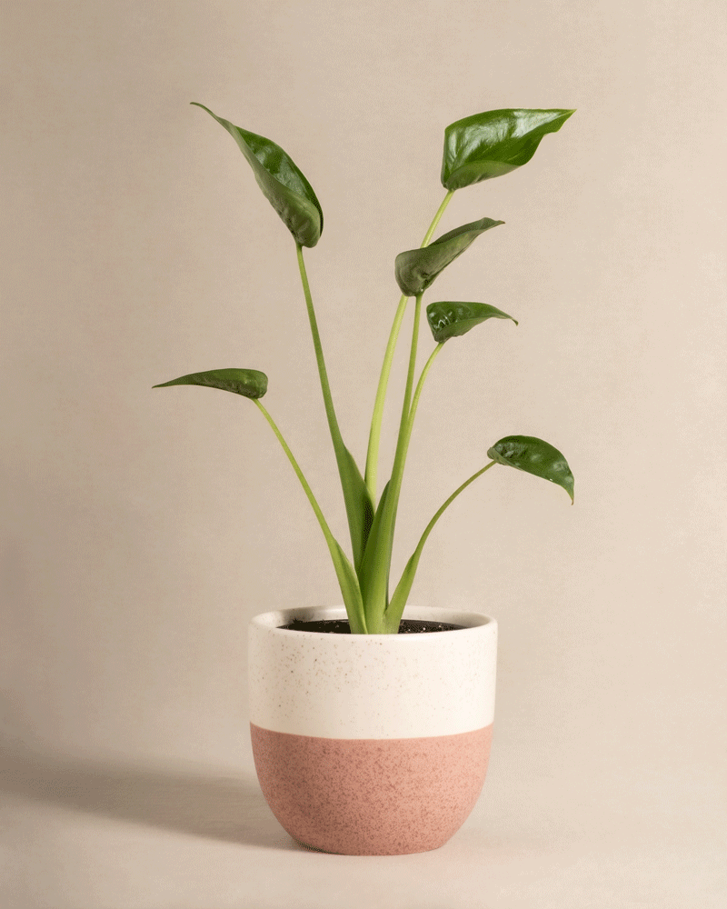 feey-variado-alocasia-tiny-dancer-zimmerpflanze-ohne-bertopf image 4