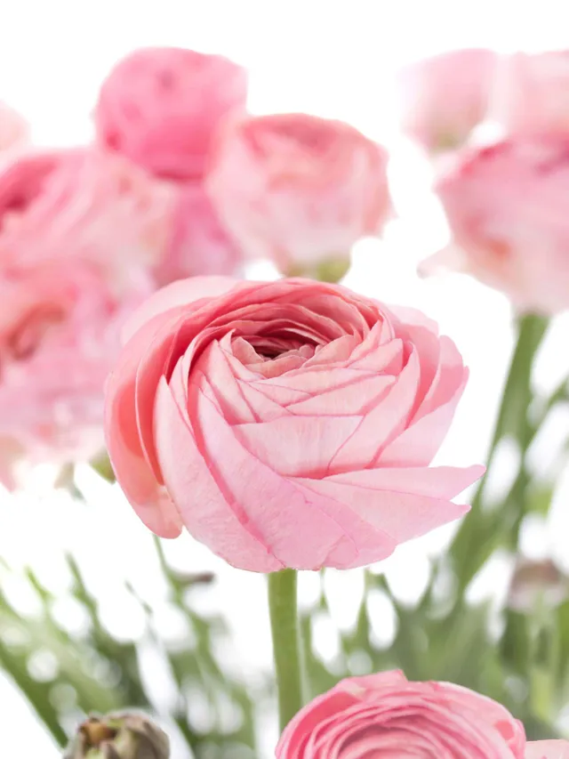 blumigo-ranunkeln-xl-cloni-grand-pastel-korall image 1