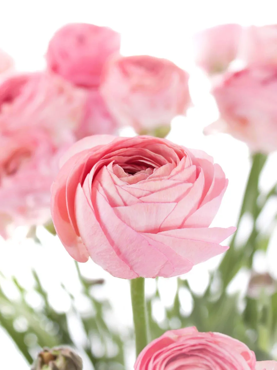 blumigo-ranunkeln-xl-cloni-grand-pastel-korall image 1