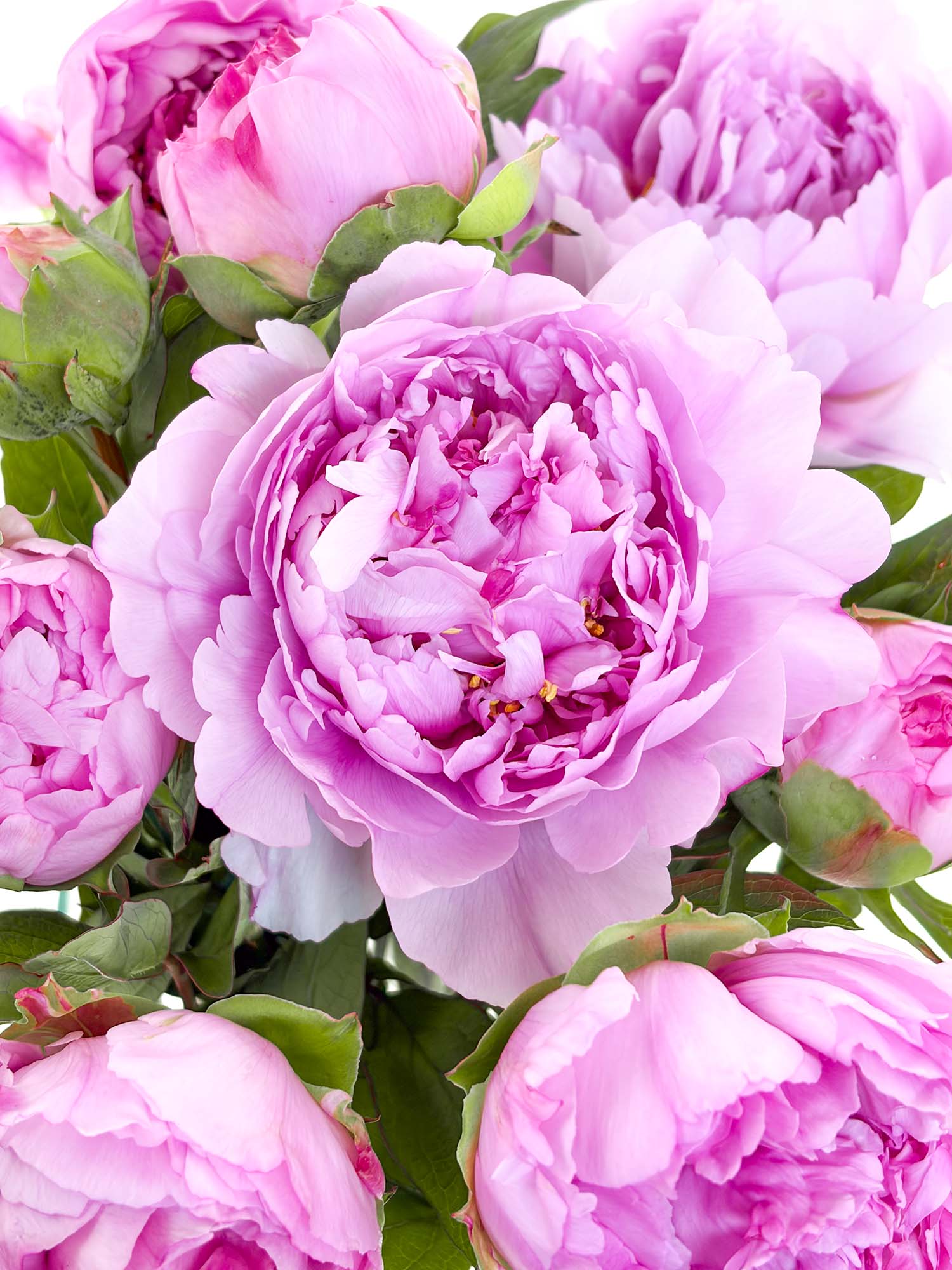 blumigo-pfingstrosen-baumpfingstrose-schnittblume-rosa image 1