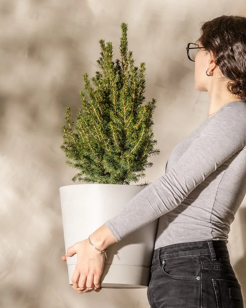 feey-amsterdam-zuckerhutfichte-picea-glauca-ohne-topf-zum-eingraben-winterhart image 1