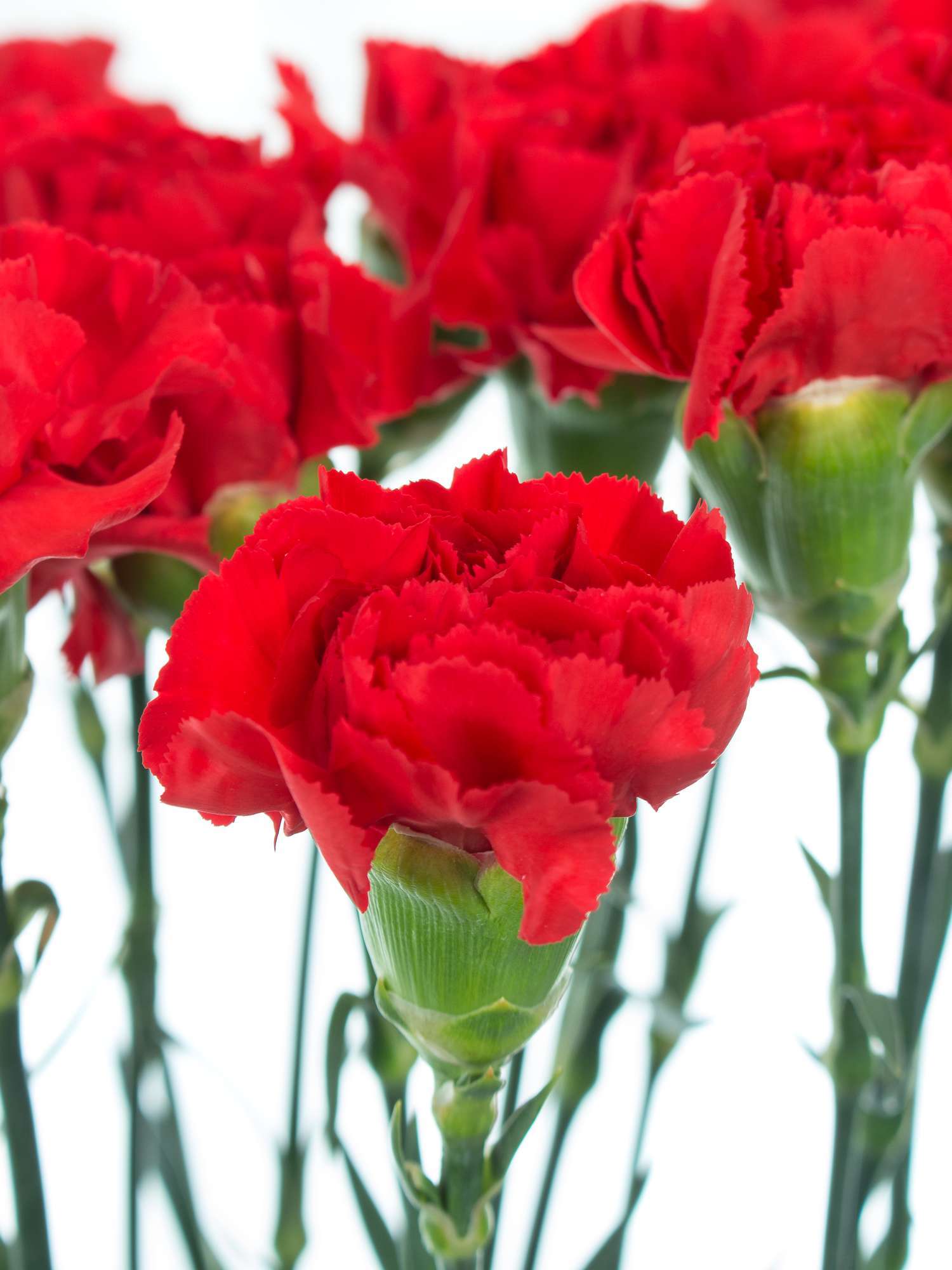 blumigo-edelnelken-tingua-schnittnelke-rot-einzelstiel image 2