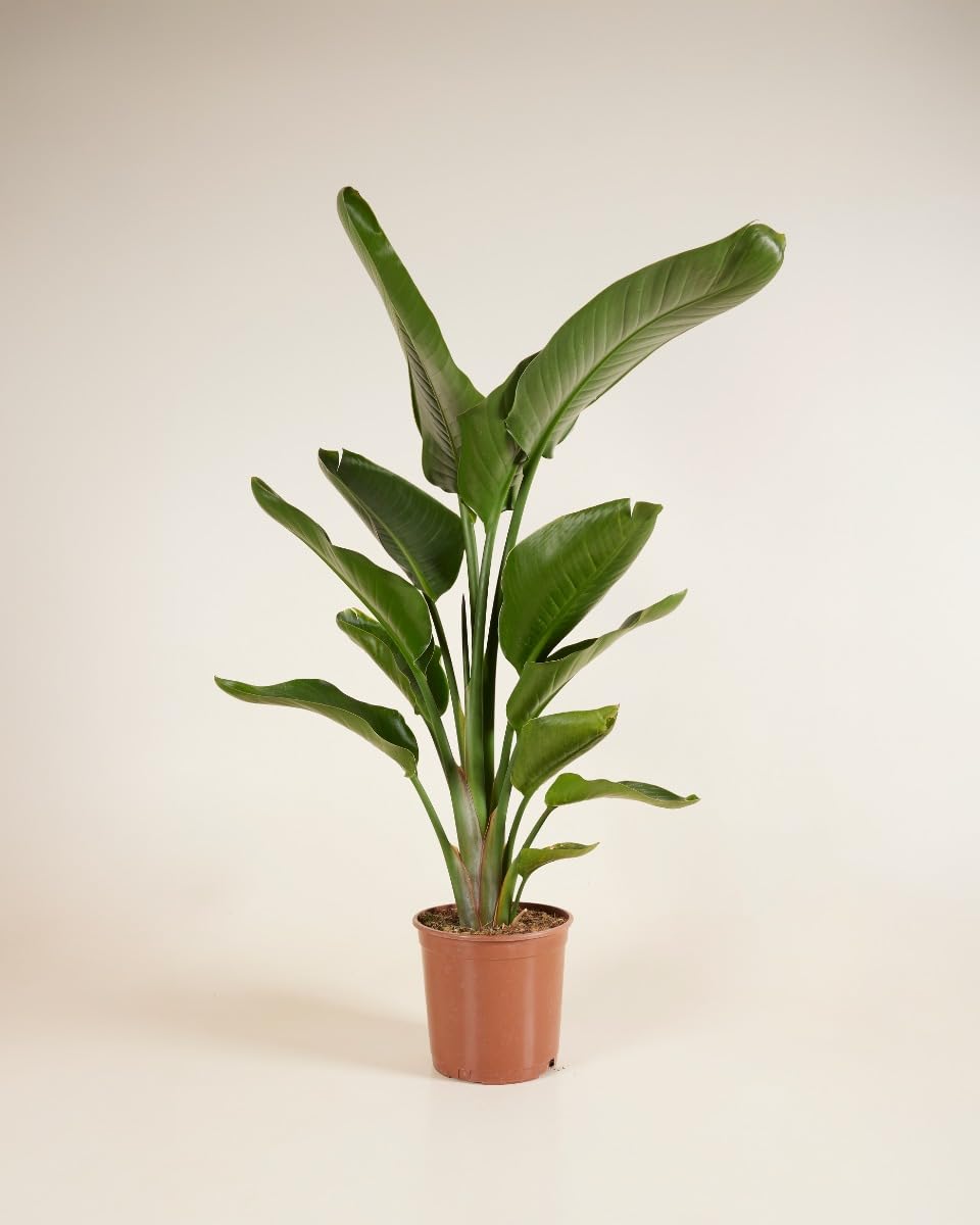 plnts-strelitzia-nicolai-zimmerpflanze-21cm-topf-85cm-gro-e-bl-tter image 2