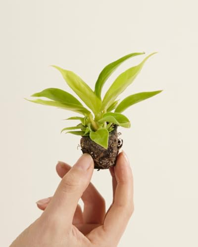plnts-babyplnts-baby-philodendron-moonlight-zimmerpflanze-20cm image 8
