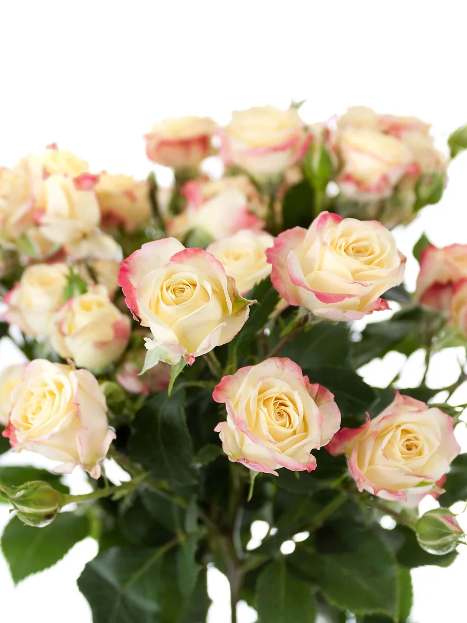blumigo-rosen-candelicious-verzweigte-rose-creme-pink image 1