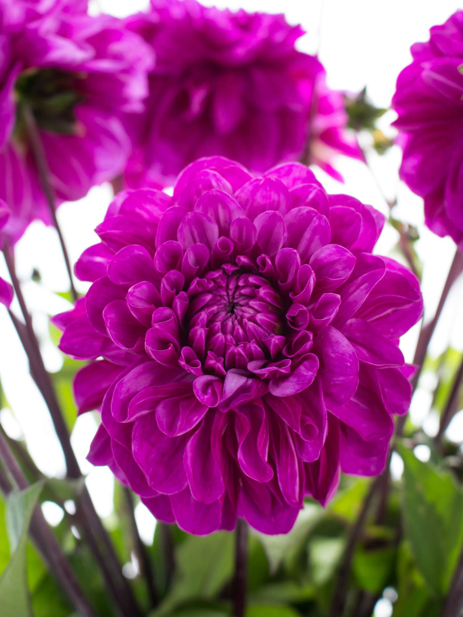 blumigo-blattwerk-dahlie-cartouche-schnittblume-lila image 1