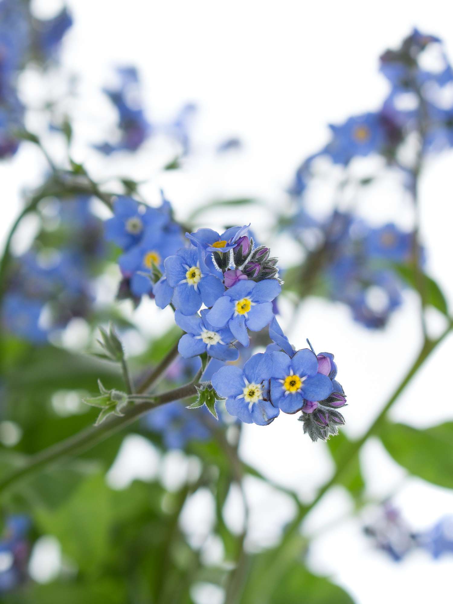 blumigo-blattwerk-myosotis-vergissmeinnicht-schnittblume-blau image 3