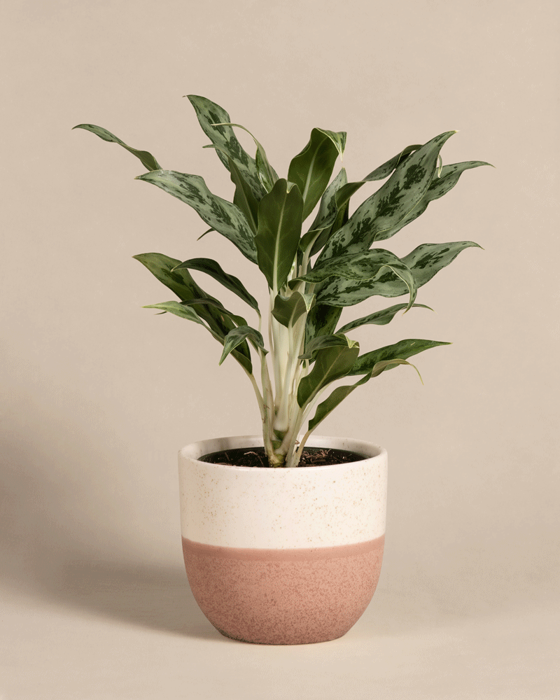 feey-variado-aglaonema-greyhound-kolbenfaden-ohne-topf image 5