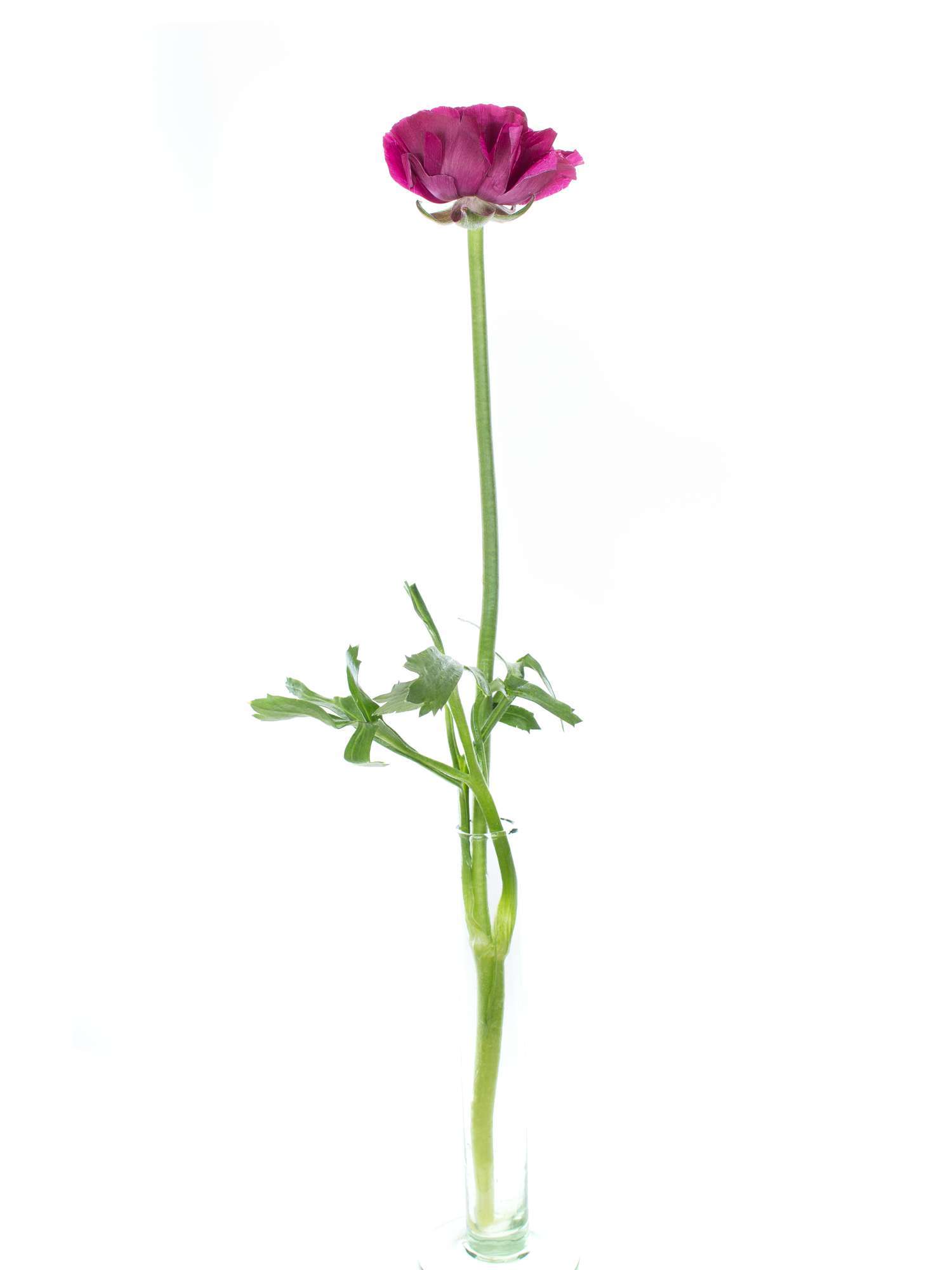 blumigo-ranunkeln-cloni-cherry-violett-xl-schnittblume-in-lila image 3