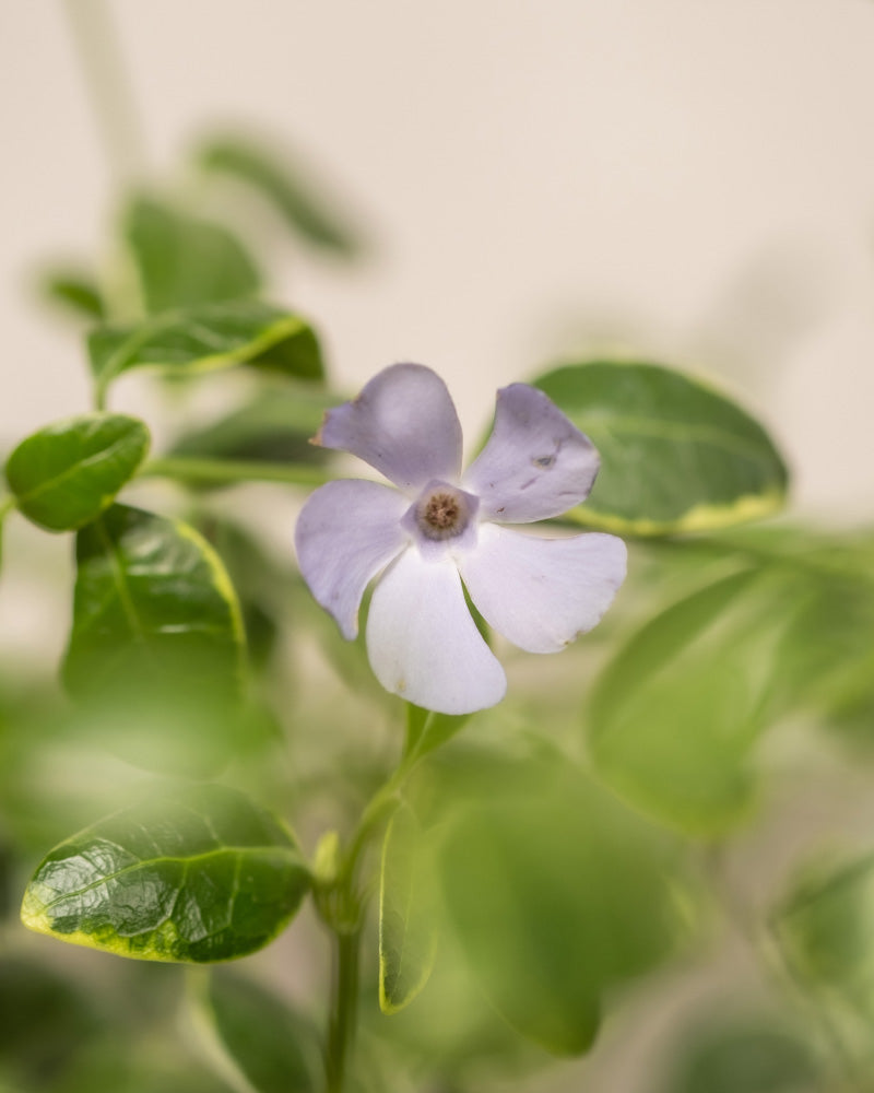 feey-amsterdam-vinca-minor-bodendecker-6er-set-immergr-n image 4