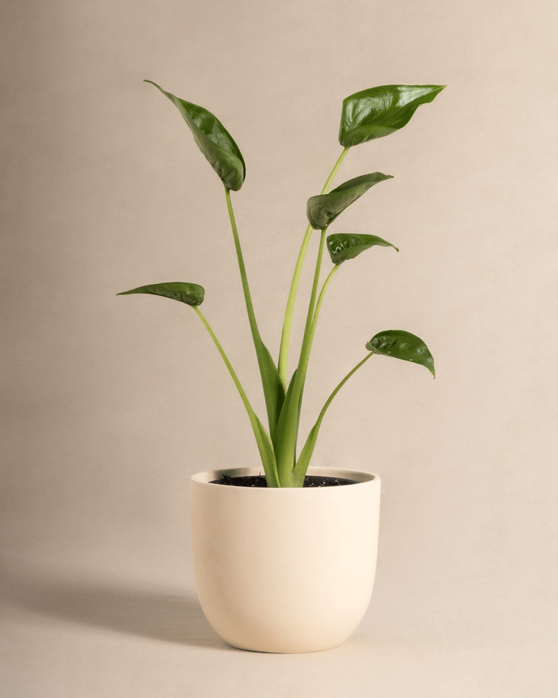 feey-variado-alocasia-tiny-dancer-zimmerpflanze-ohne-bertopf image 5