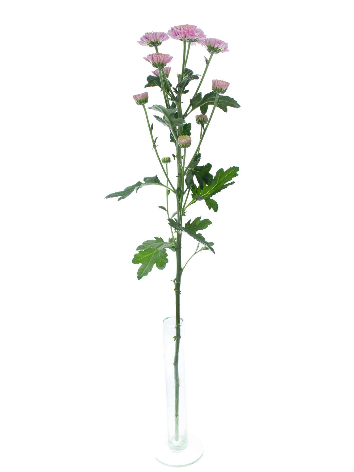 blumigo-chrysanthemen-santinis-ellison-pink-rosa image 3