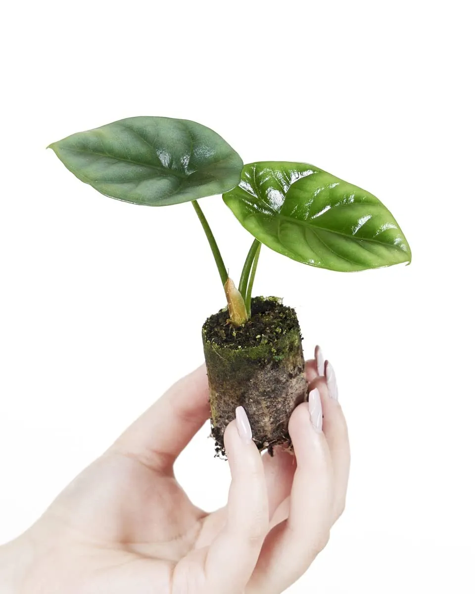 plnts-babyplnts-alocasia-sinuata-zimmerpflanze-10-cm-baby image 1