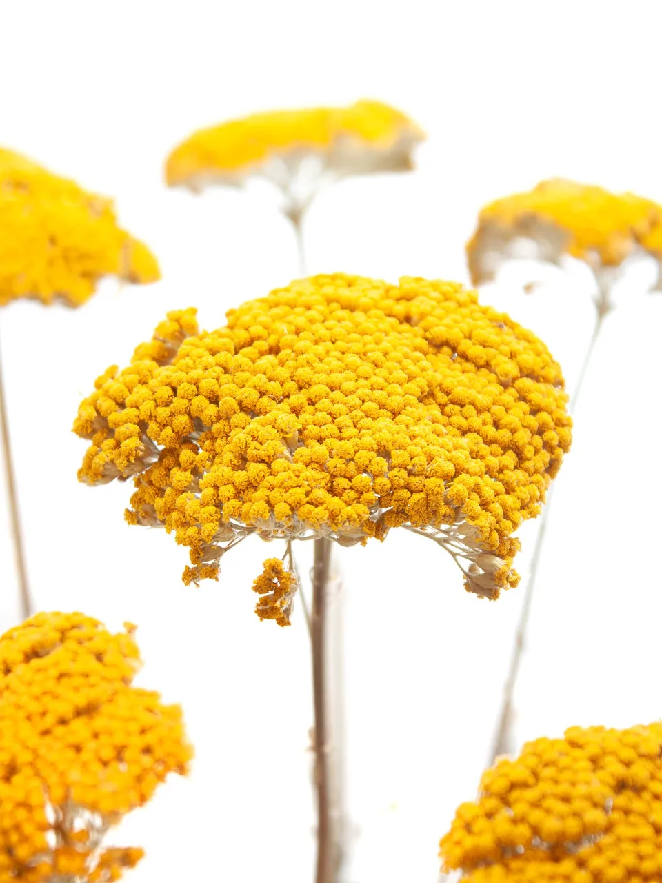 blumigo-trockenblumen-achillea-schafgarbe-trockenblume-gelb image 1