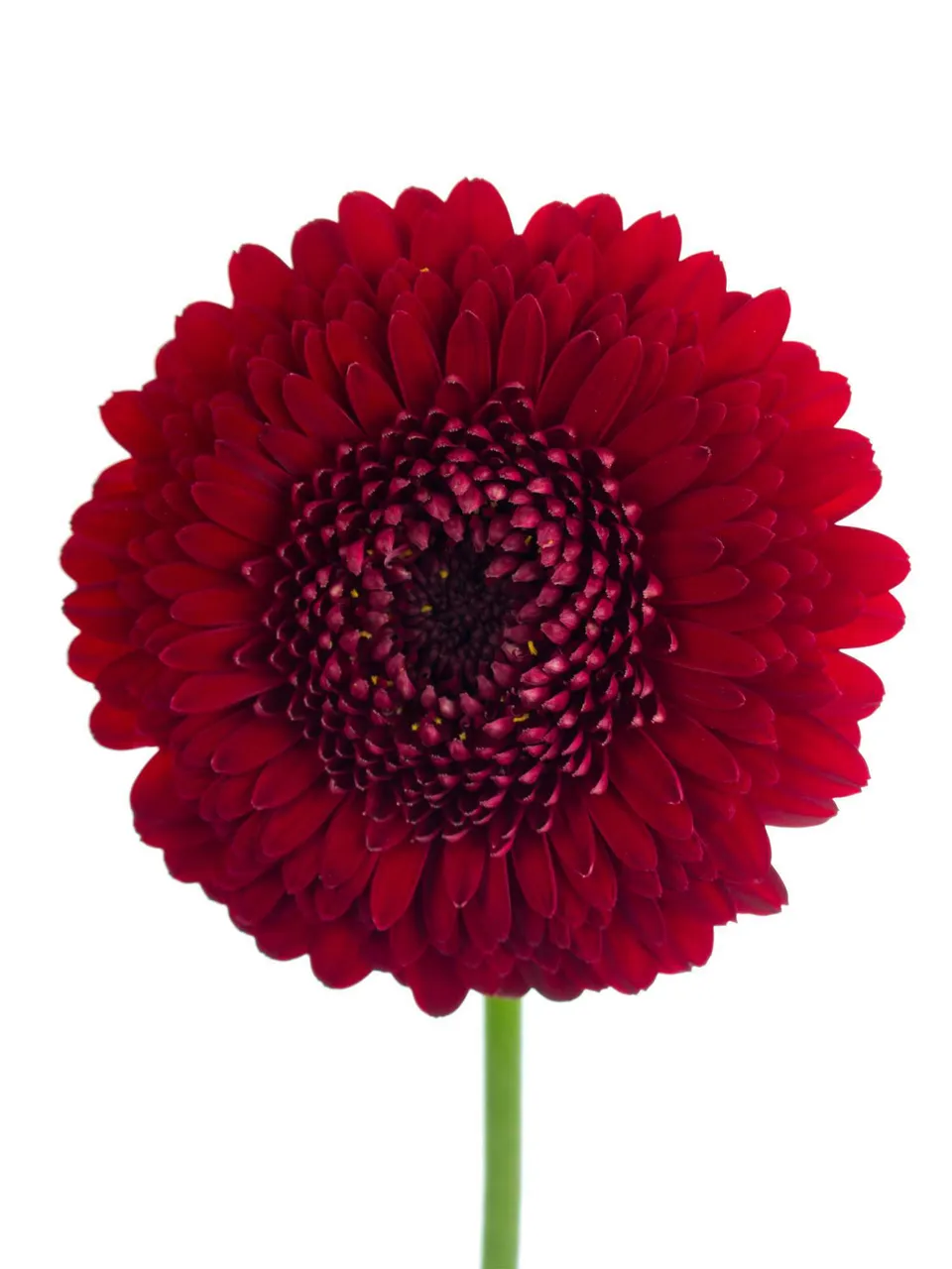 blumigo-gerbera-pomponi-tomtom-schnittblume-rot-stiel image 1