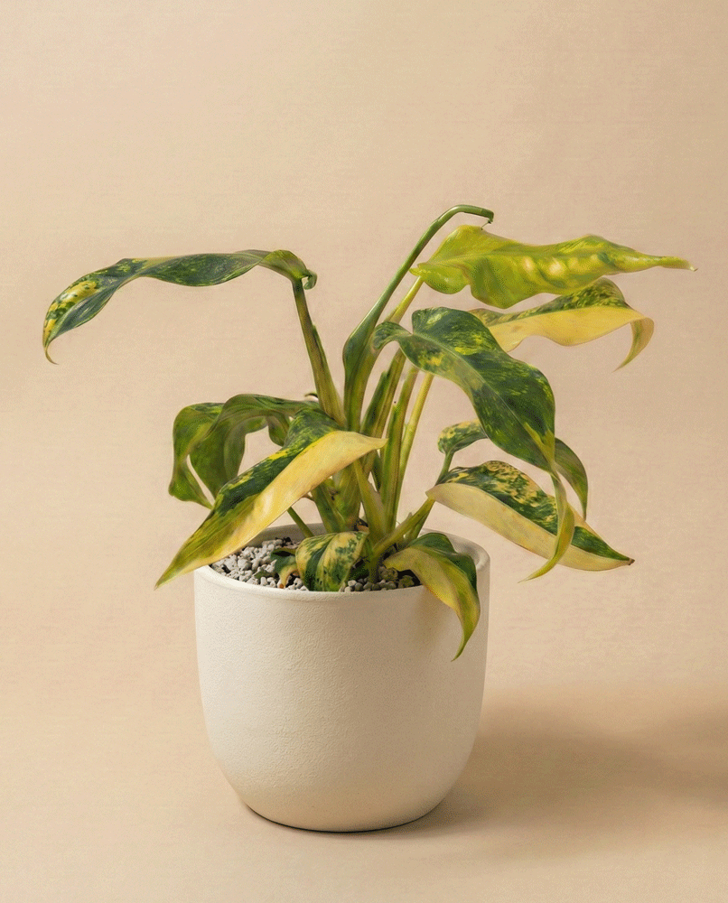 feey-variado-monstera-standleyana-aurea-zimmerpflanze image 5