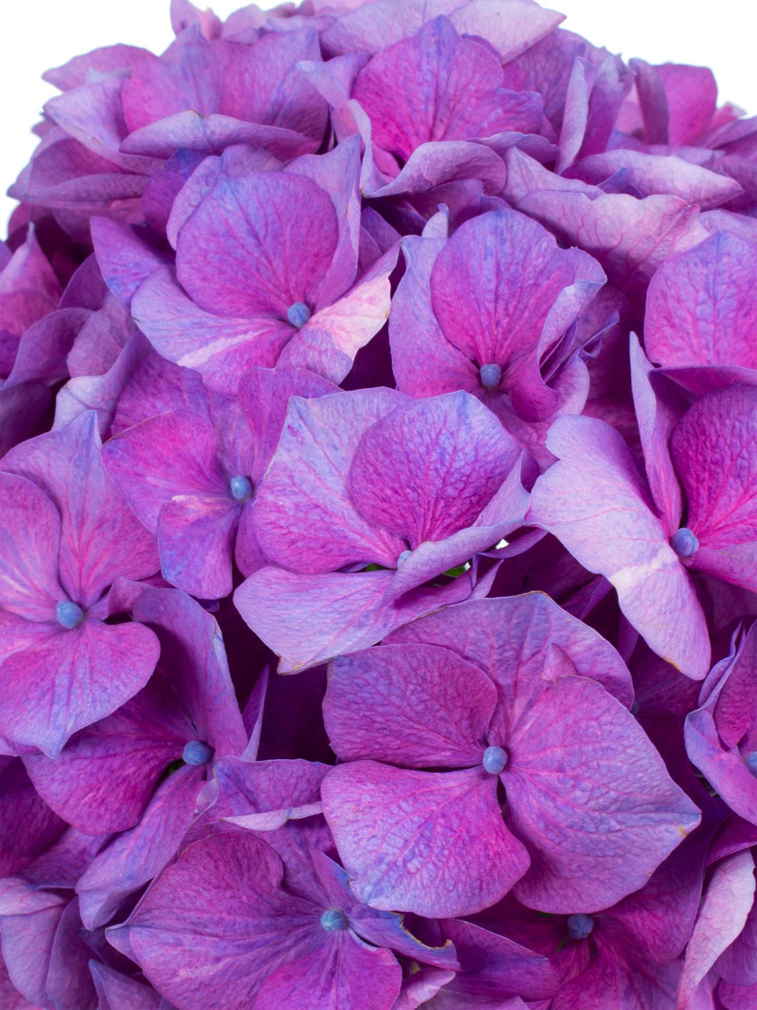 blumigo-hortensien-magical-esmee-paars-hortensie-lila-1-stiel image 4