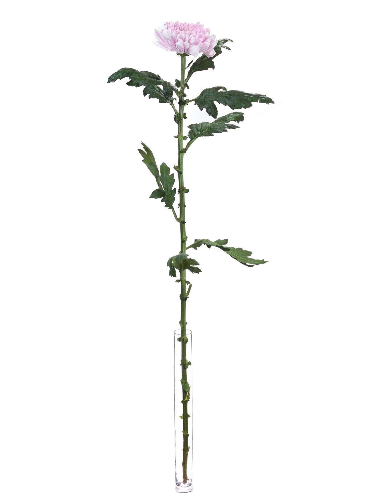 blumigo-chrysanthemen-rossano-schnittblumen-hellrosa image 3