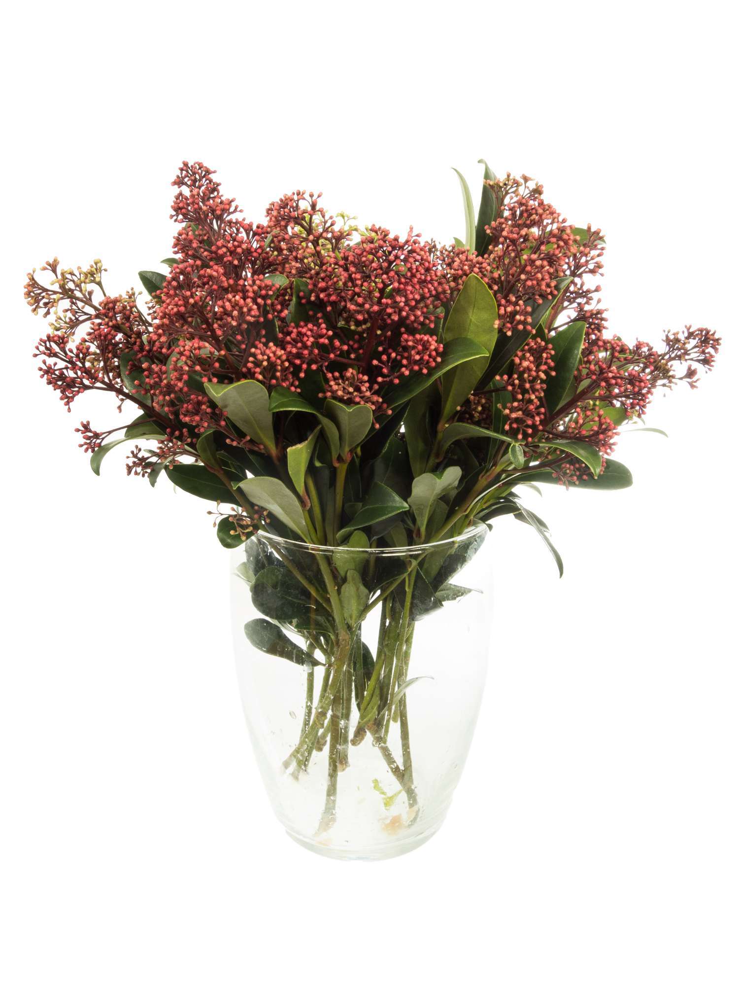 blumigo-rubella-skimmia-rot-schnittgr-n image 2