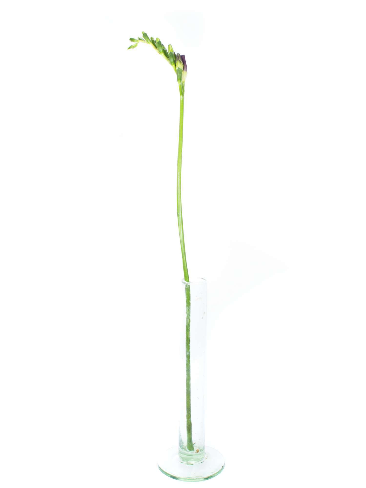 blumigo-indigo-beach-freesien-violett image 3