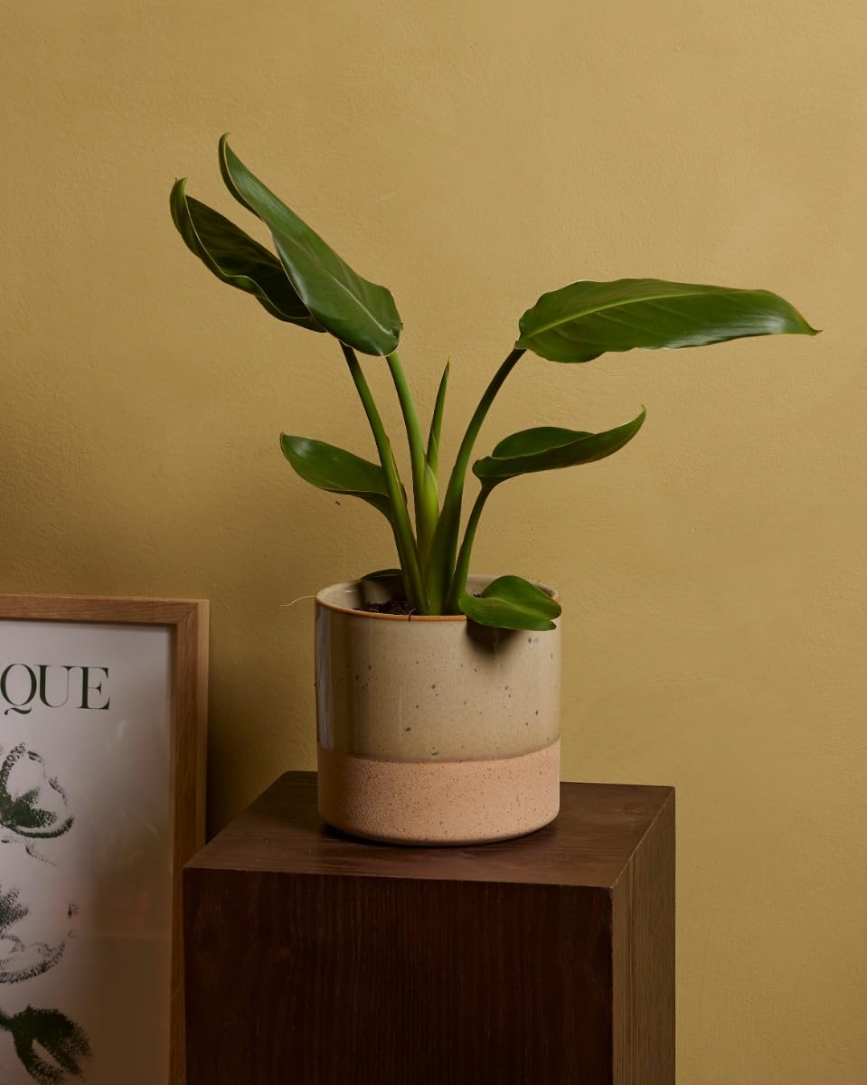 plnts-rareplnts-strelitzia-reginae-zimmerpflanze-30-cm-paradiesvogelblume image 5