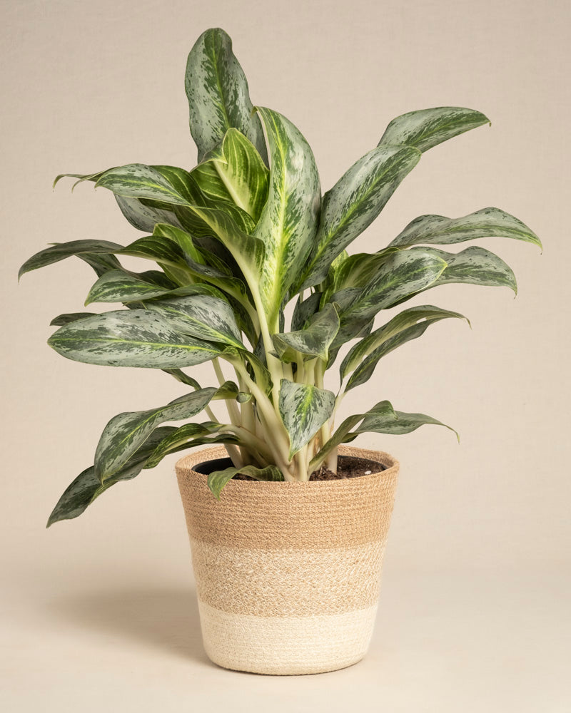 feey-variado-aglaonema-emerald-stone-zimmerpflanze-ohne-bertopf image 6