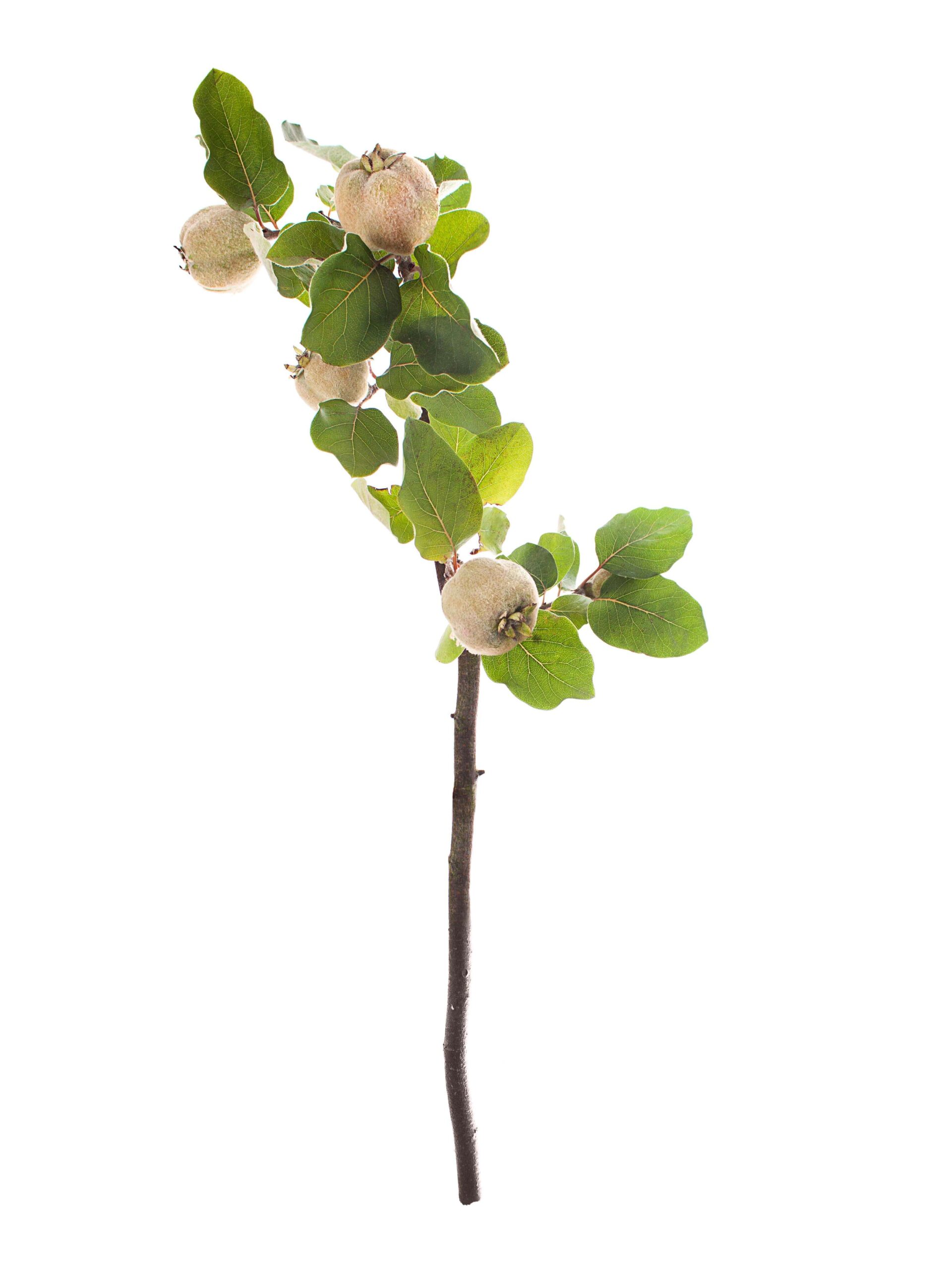 blumigo-blattwerk-zierquitten-mit-fr-chten-zweig-frisch image 3