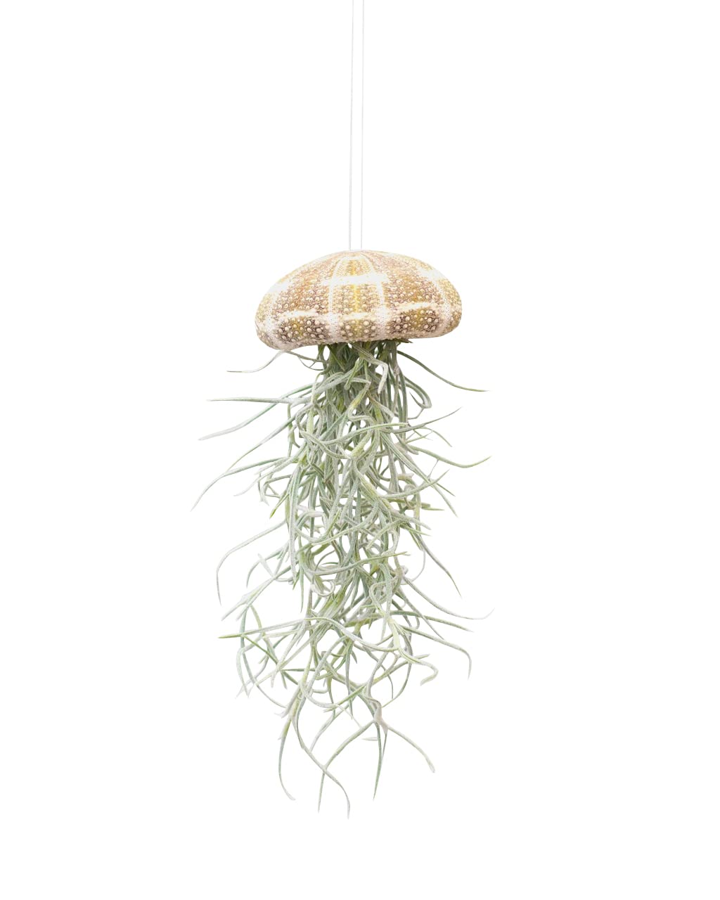 plnts-babyplnts-tillandsia-usneoides-luftpflanze-15-cm image 1