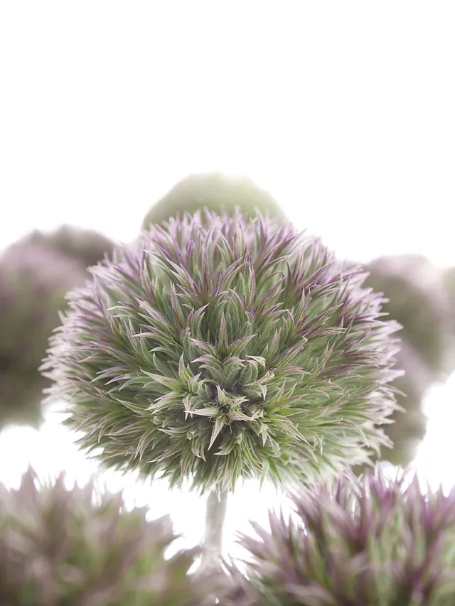 blumigo-disteln-kugeldisteln-grau-violett-schnittblume image 1